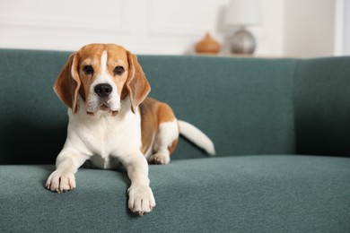 Photo of Cute Beagle dog lying on sofa at home. Space for text