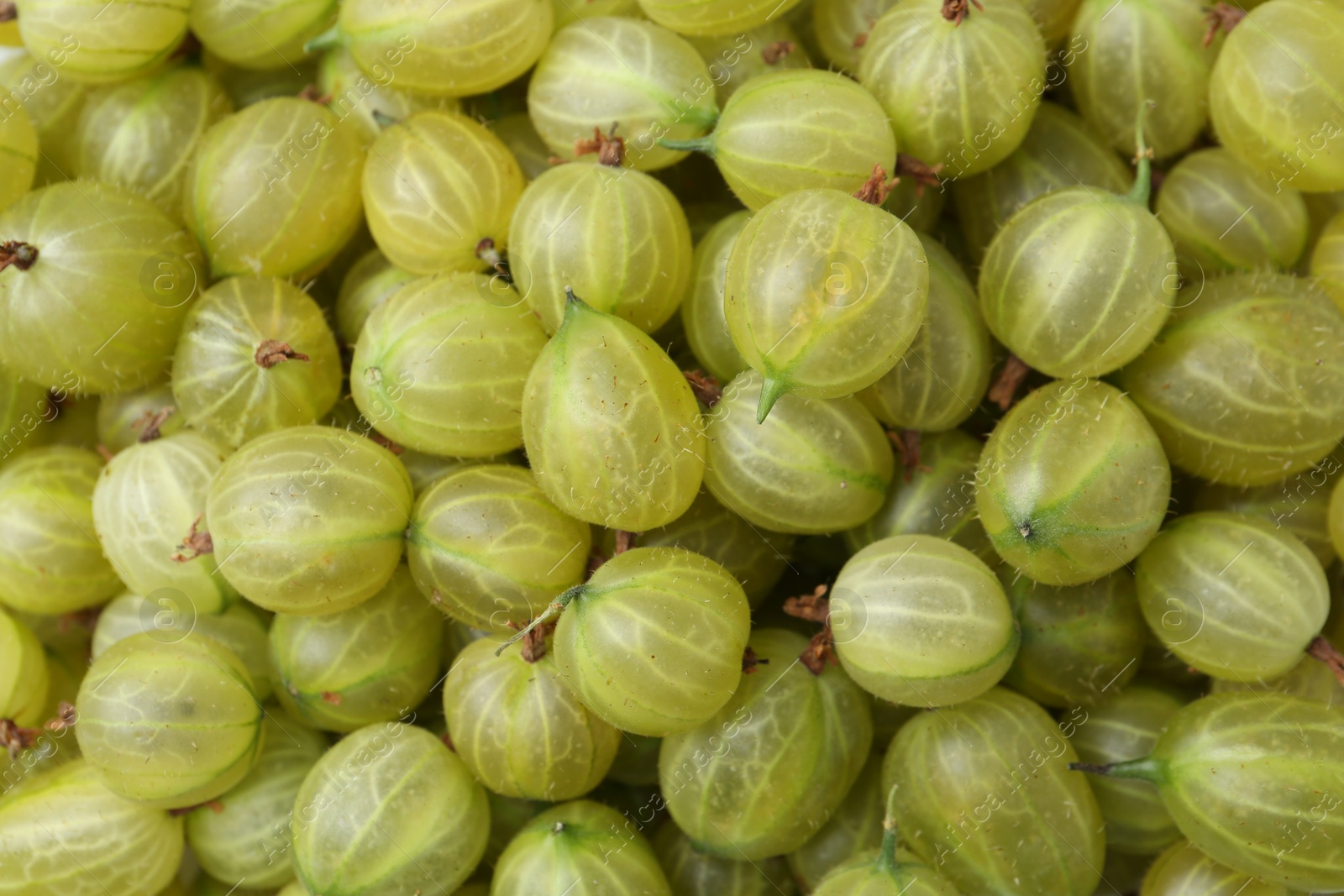 Many fresh green gooseberries as background, top view Photo of Many fresh green gooseberries as background, top view