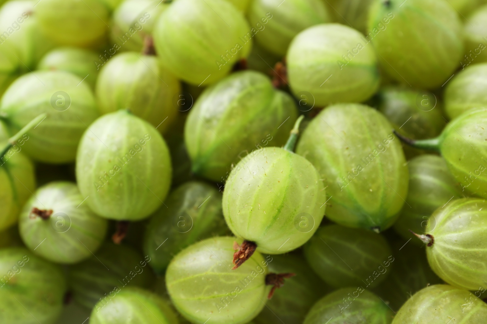 Many fresh green gooseberries as background, above view Photo of Many fresh green gooseberries as background, above view