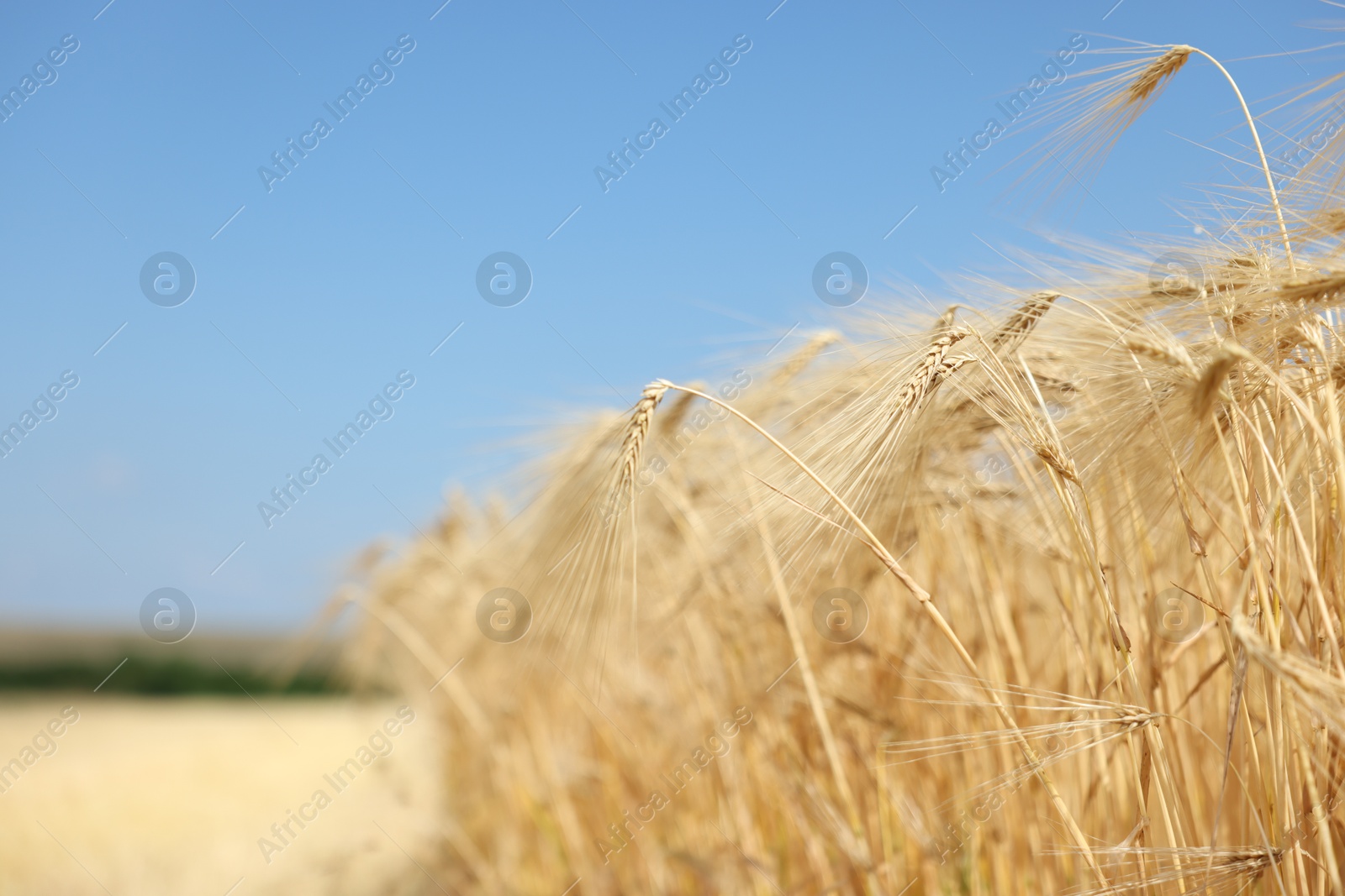 Golden wheat ears growing in field under blue sky, closeup. Space for text Photo of Golden wheat ears growing in field under blue sky, closeup. Space for text