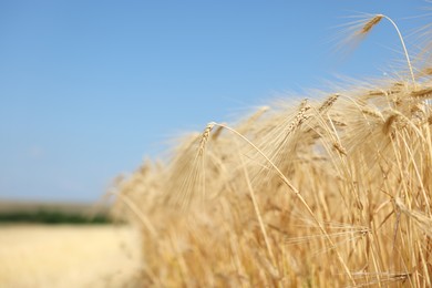 Photo of Golden wheat ears growing in field under blue sky, closeup. Space for text