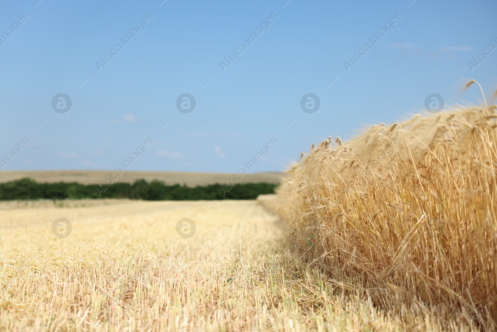 Golden wheat ears growing in field under blue sky, space for text Photo of Golden wheat ears growing in field under blue sky, space for text