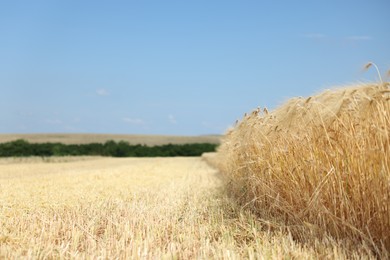 Photo of Golden wheat ears growing in field under blue sky, space for text