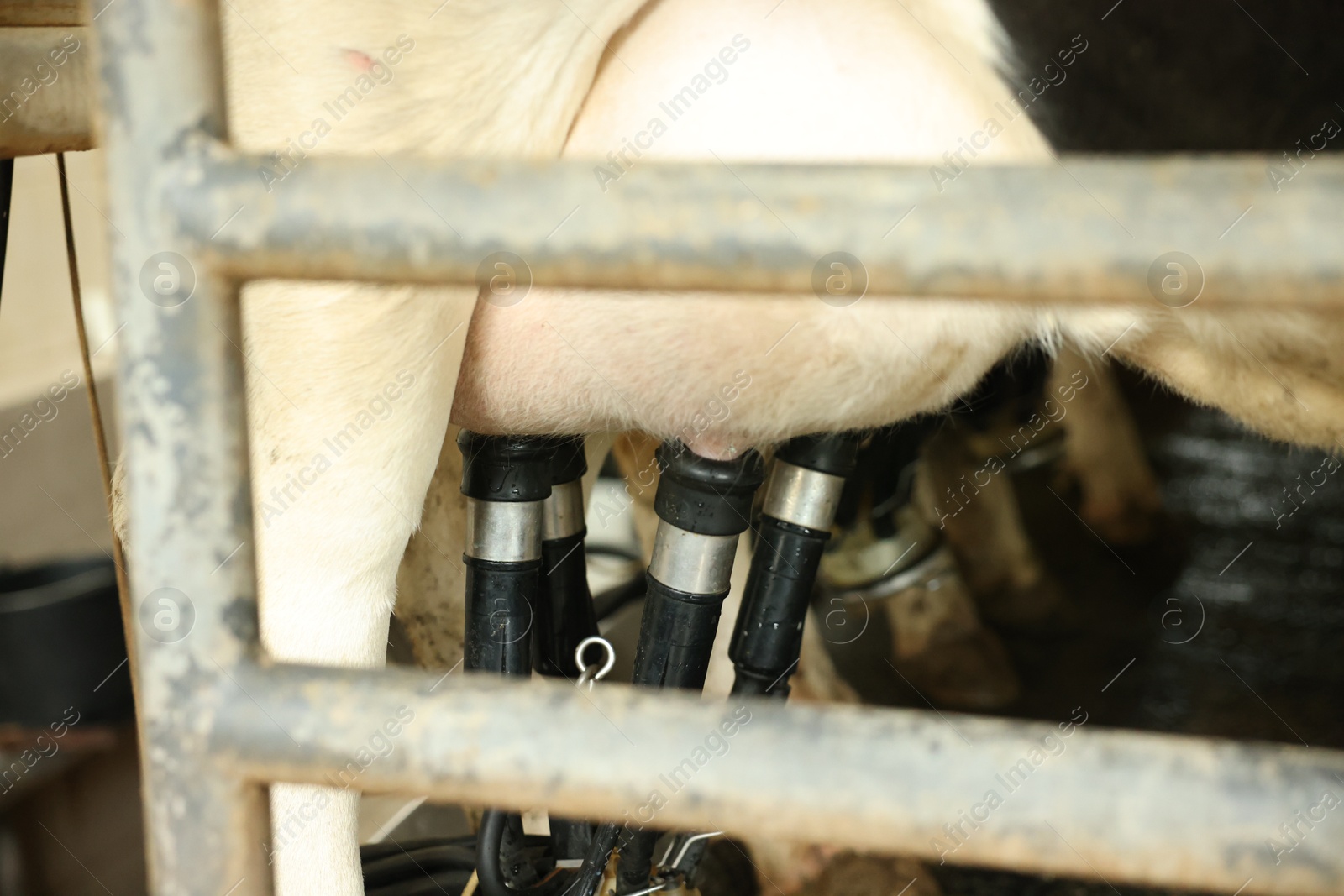 Photo of Automatic machine milking cow in dairy farm, closeup