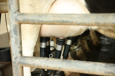 Photo of Automatic machine milking cow in dairy farm, closeup