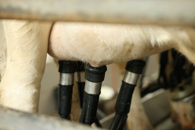 Photo of Automatic machine milking cow in dairy farm, closeup