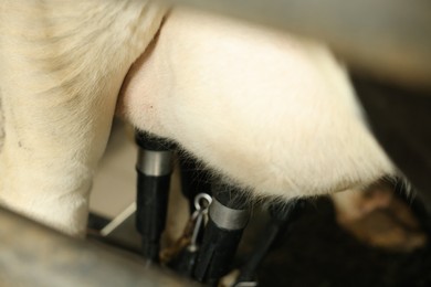 Photo of Automatic machine milking cow in dairy farm, closeup