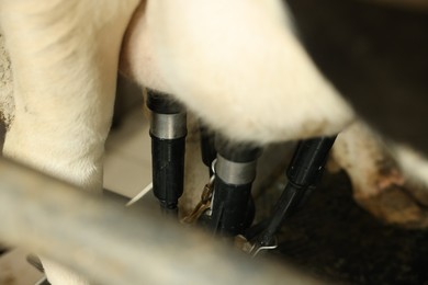 Photo of Automatic machine milking cow in dairy farm, closeup