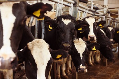 Photo of Cute cows near fence inside cowshed in dairy farm