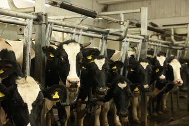 Photo of Cute cows near fence inside cowshed in dairy farm