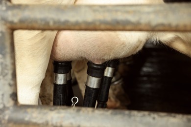Photo of Automatic machine milking cow in dairy farm, closeup
