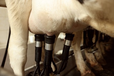 Photo of Automatic machine milking cow in dairy farm, closeup