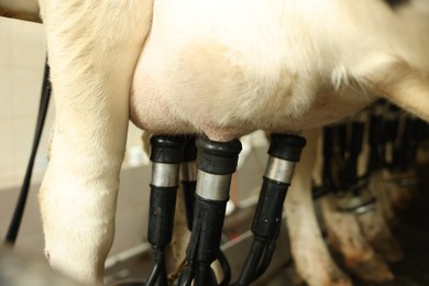 Photo of Automatic machine milking cow in dairy farm, closeup