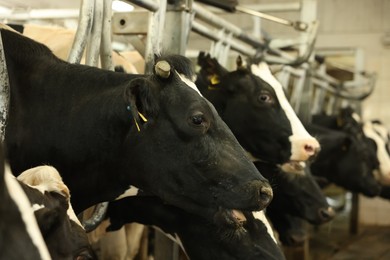 Photo of Cute cows near fence inside cowshed in dairy farm