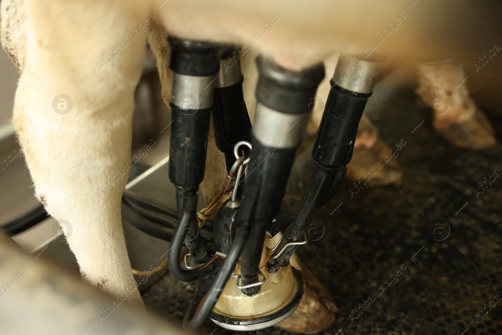 Photo of Automatic machine milking cow in dairy farm, closeup
