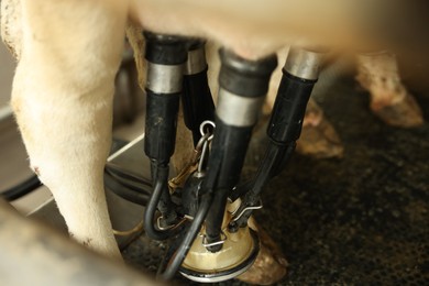 Photo of Automatic machine milking cow in dairy farm, closeup