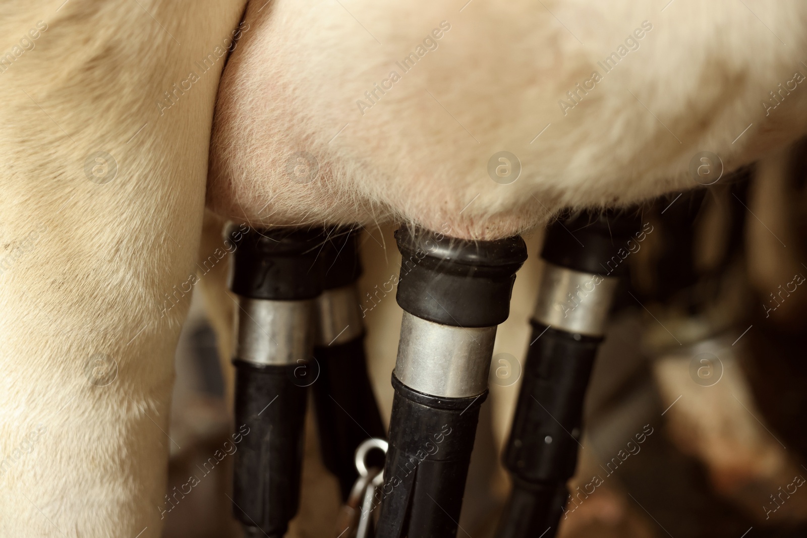 Automatic machine milking cow in dairy farm, closeup Photo of Automatic machine milking cow in dairy farm, closeup