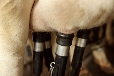 Photo of Automatic machine milking cow in dairy farm, closeup