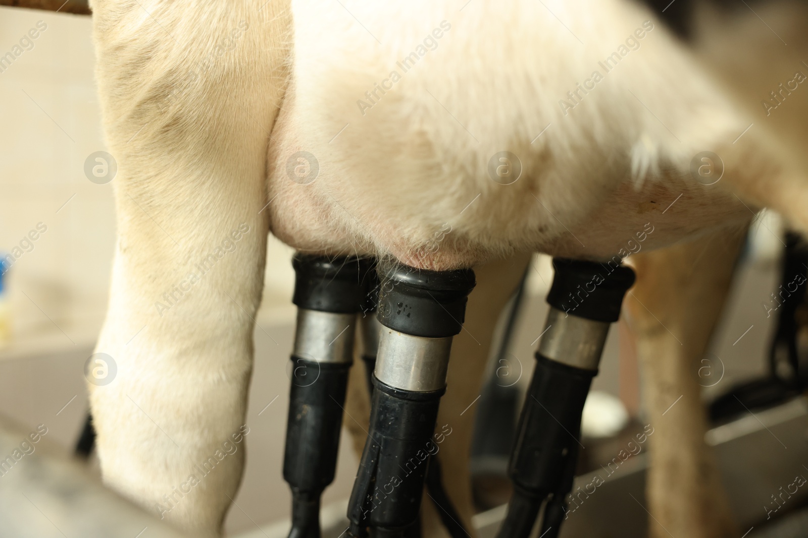 Photo of Automatic machine milking cow in dairy farm, closeup