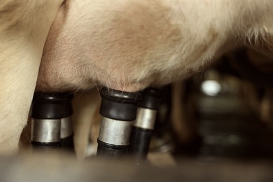 Photo of Automatic machine milking cow in dairy farm, closeup