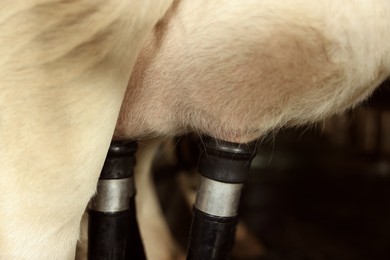 Photo of Automatic machine milking cow in dairy farm, closeup