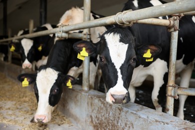 Photo of Cute cows near fence inside cowshed in dairy farm