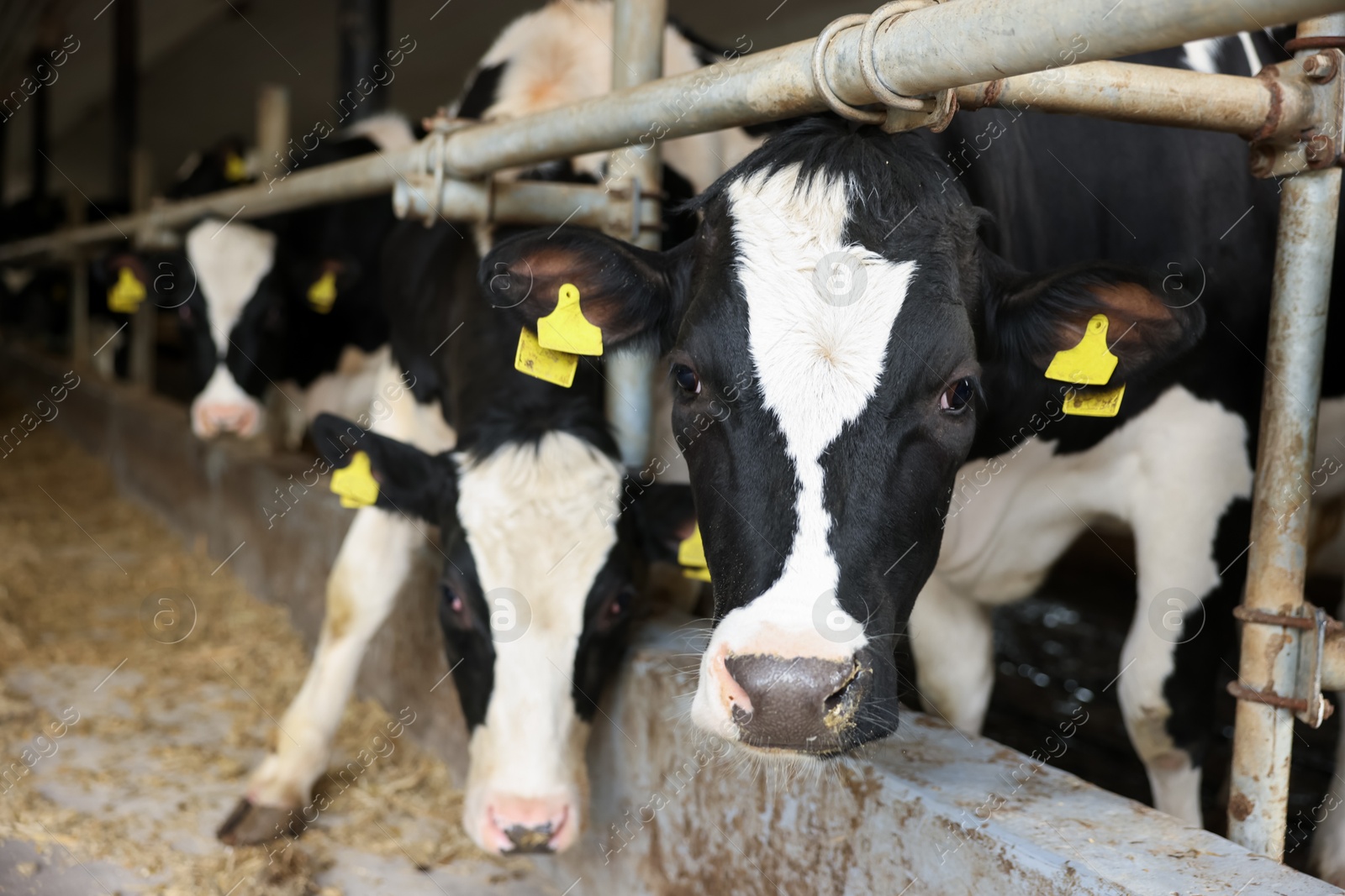 Photo of Cute cows near fence inside cowshed in dairy farm