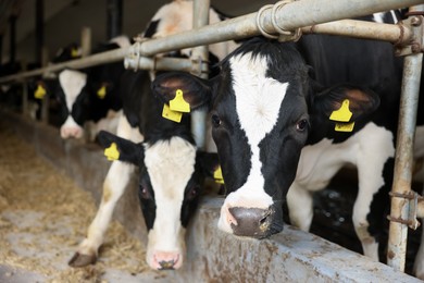 Photo of Cute cows near fence inside cowshed in dairy farm