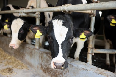 Photo of Cute cows near fence inside cowshed in dairy farm