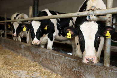 Photo of Cute cows near fence inside cowshed in dairy farm