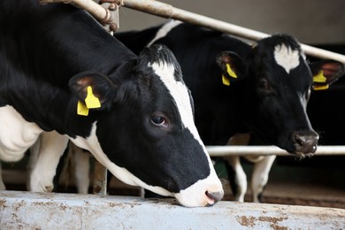 Photo of Cute cows near fence inside cowshed in dairy farm
