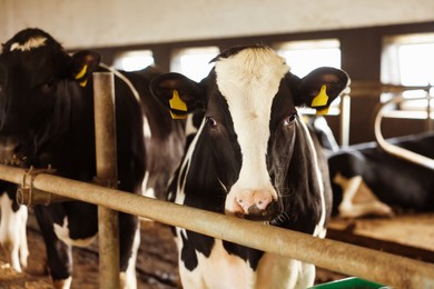 Photo of Cute cows near fence inside cowshed in dairy farm