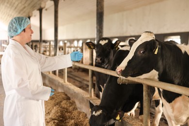 Photo of Veterinarian with cute cows inside cowshed in dairy farm