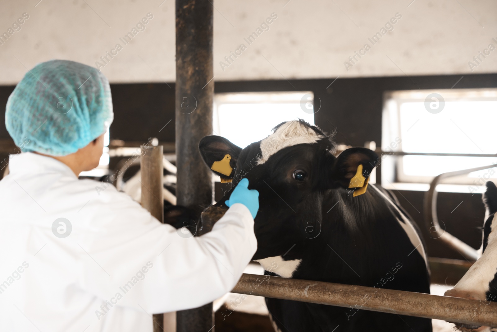 Photo of Veterinarian with cute cows inside cowshed in dairy farm, back view
