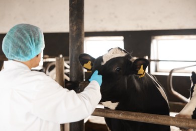 Photo of Veterinarian with cute cows inside cowshed in dairy farm, back view