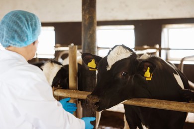 Photo of Veterinarian with cute cows inside cowshed in dairy farm, back view