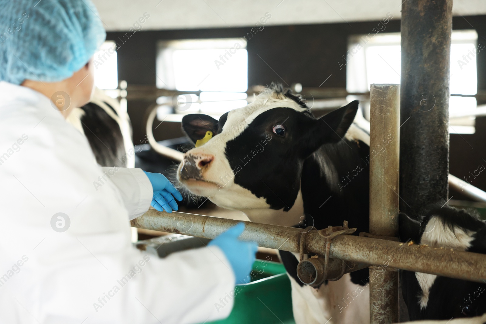 Photo of Veterinarian with cute cows inside cowshed in dairy farm, back view