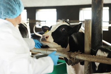 Photo of Veterinarian with cute cows inside cowshed in dairy farm, back view
