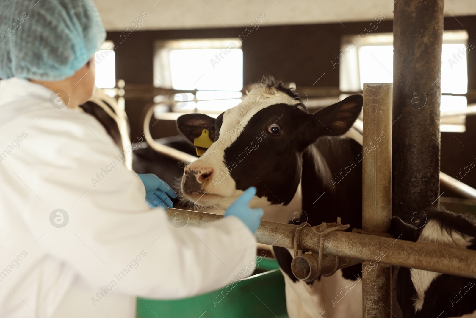 Photo of Veterinarian with cute cows inside cowshed in dairy farm, back view