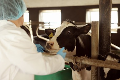Photo of Veterinarian with cute cows inside cowshed in dairy farm, back view
