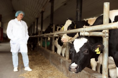 Photo of Veterinarian with cute cows inside cowshed in dairy farm, selective focus