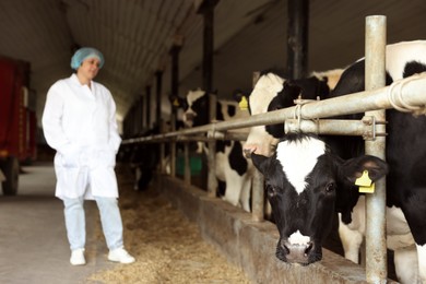 Photo of Veterinarian with cute cows inside cowshed in dairy farm, selective focus