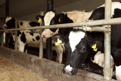 Photo of Cute cows near fence inside cowshed in dairy farm