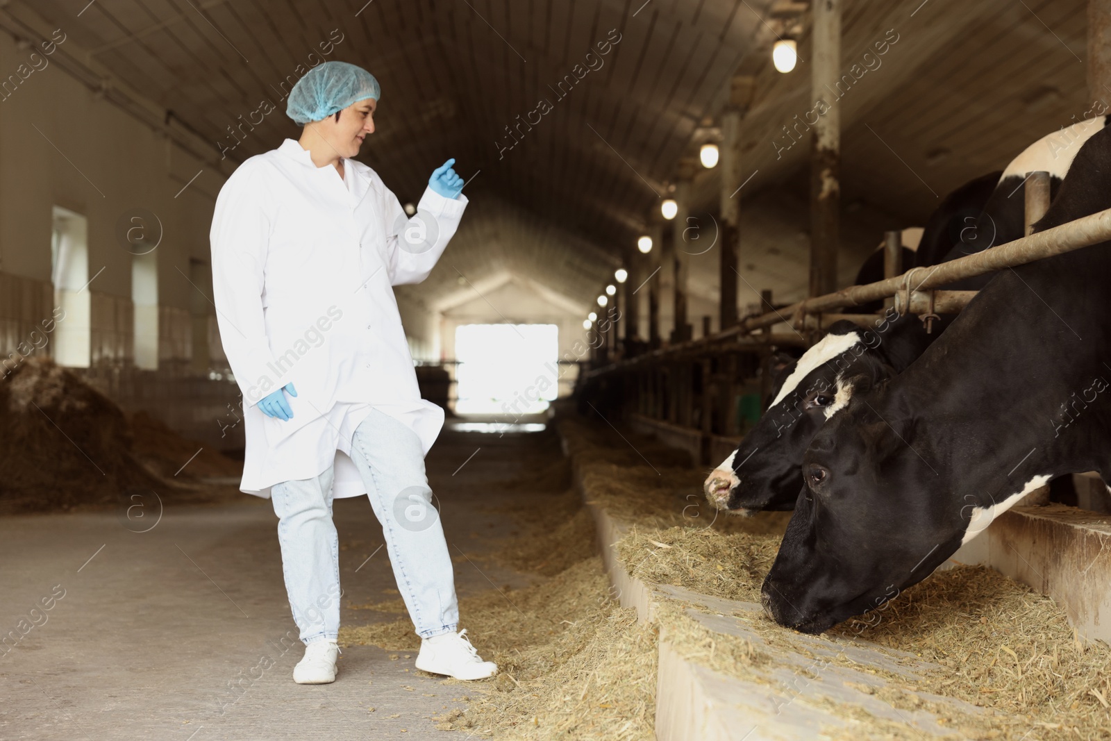 Photo of Veterinarian with cute cows inside cowshed in dairy farm