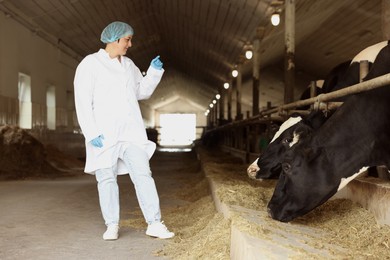 Photo of Veterinarian with cute cows inside cowshed in dairy farm