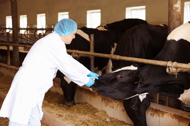 Photo of Veterinarian with cute cows inside cowshed in dairy farm