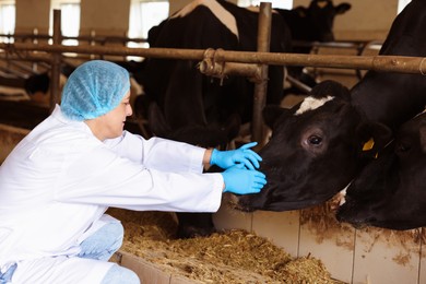 Photo of Veterinarian with cute cows inside cowshed in dairy farm