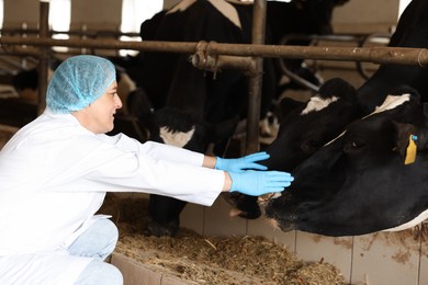 Photo of Veterinarian with cute cows inside cowshed in dairy farm