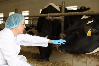Photo of Veterinarian with cute cows inside cowshed in dairy farm