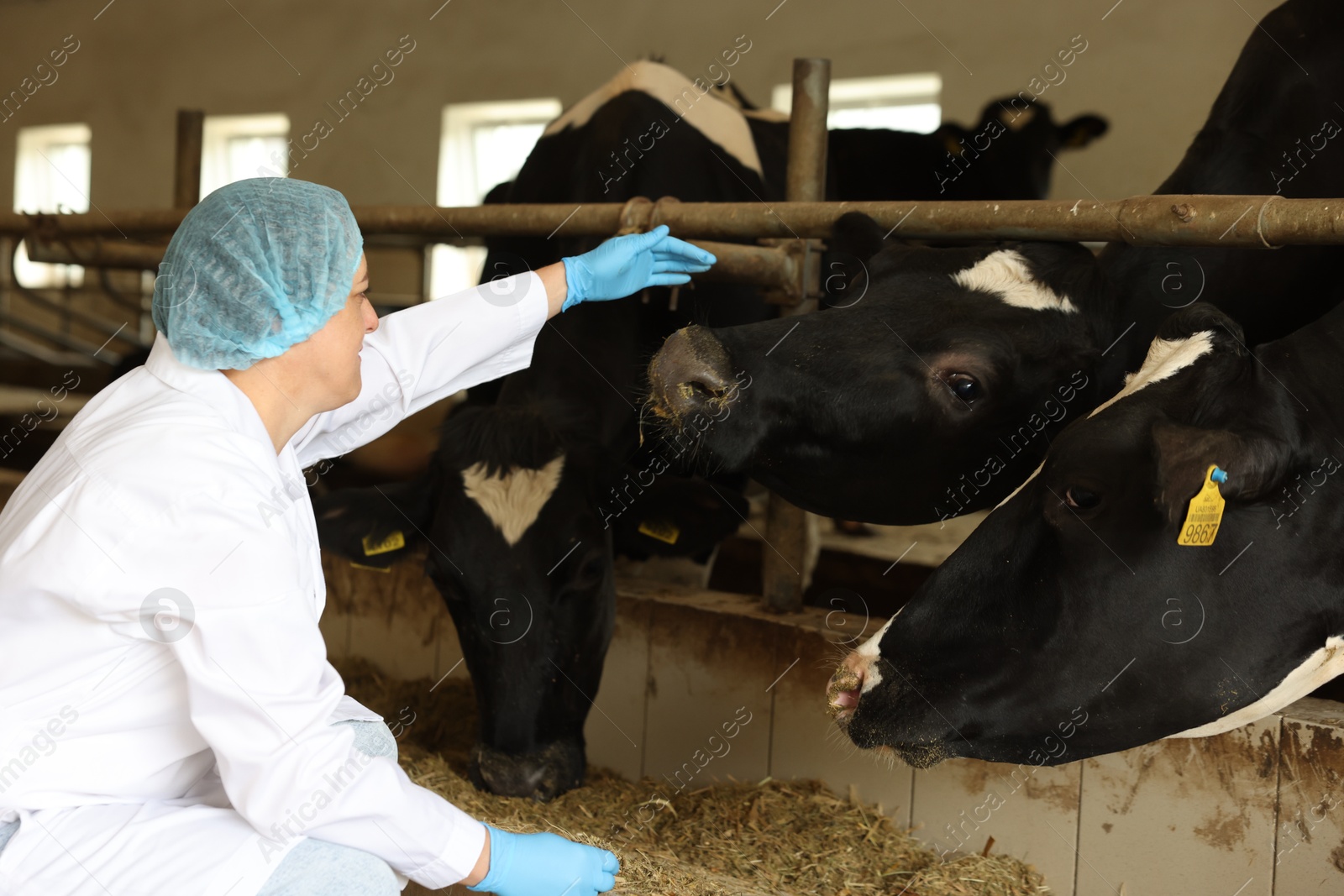 Photo of Veterinarian with cute cows inside cowshed in dairy farm